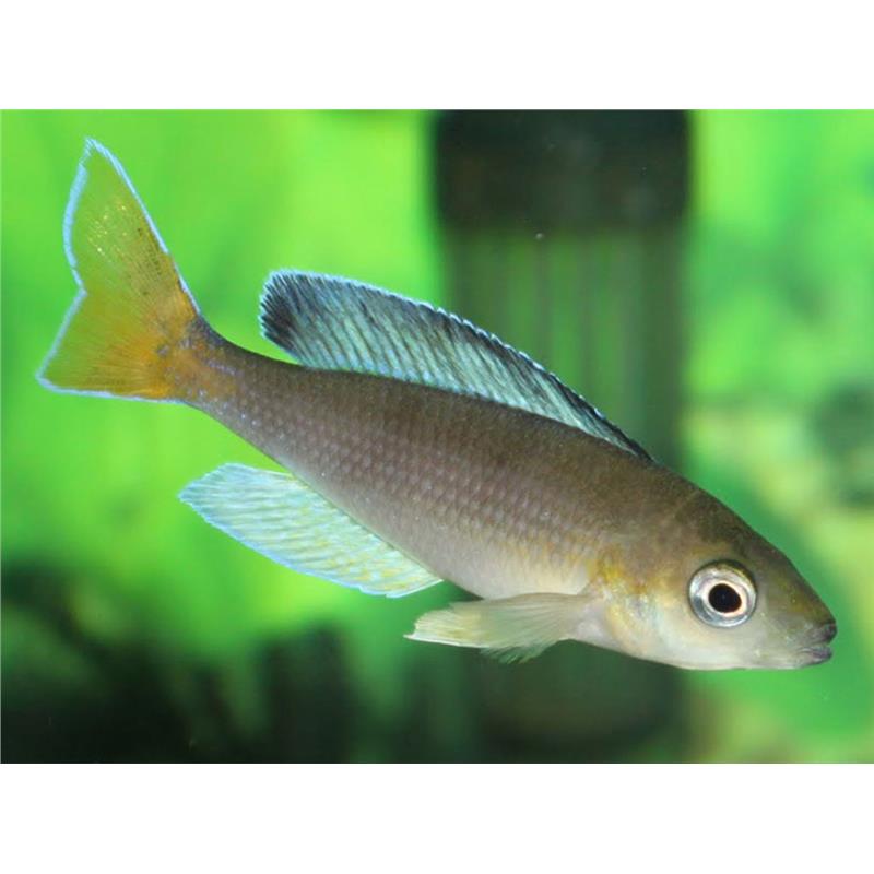 Cyprichromis leptosoma kigoma - imagine 4